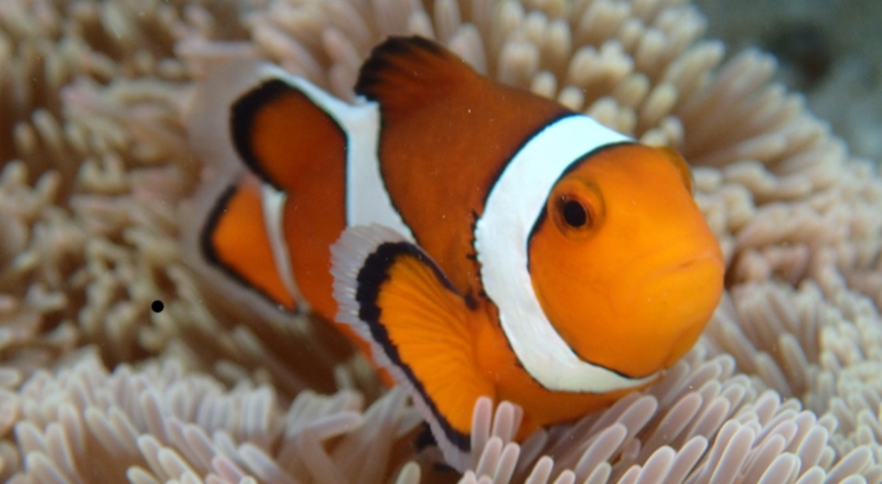 �������̏L���E�����݂ɁI�y�W�����E�E�g���v���E�N���A�\�[�v�z
���T�C�g